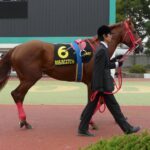ダート最強馬と言えば