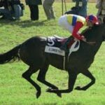 ベストパフォーマンスが「勝てなかったレース」だった馬