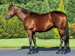新種牡馬ナダルが新馬戦無双!早くも3勝目