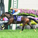 今年の年度代表馬になりそうな馬、なるかもと思う馬は?