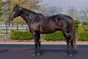 ノーザンファームのバゴ産駒、驚異の当たり率