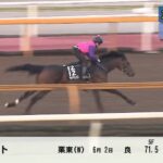【東京ダービー2024】追い切り/調教を見てわかる事