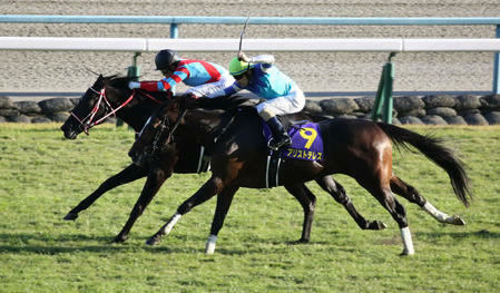 コントレイルを追い詰めたアリストテレス引退　阪神競馬場で乗馬に