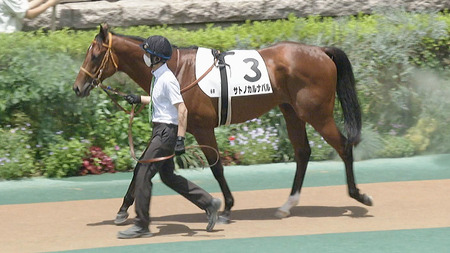 【競馬予想】第56回函館2歳ステークス(GⅢ) /2024