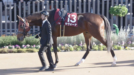 【函館記念】池添「サヴォーナ、精神的にも大人になった」