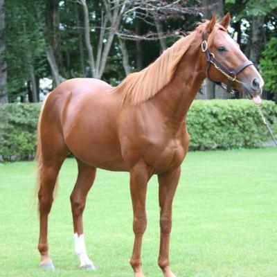 1ヶ月の間競馬板を盛り上げたオルフェ×ボールドルーラー理論とはなんだったのか？