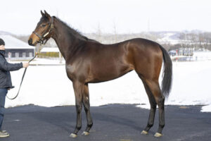 フォーエバーヤング半妹ブラウンラチェット 手塚師が絶賛「めちゃくちゃ走ると思うよ」