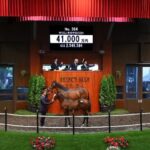 【セレクトセール2024】2日目当歳馬終了