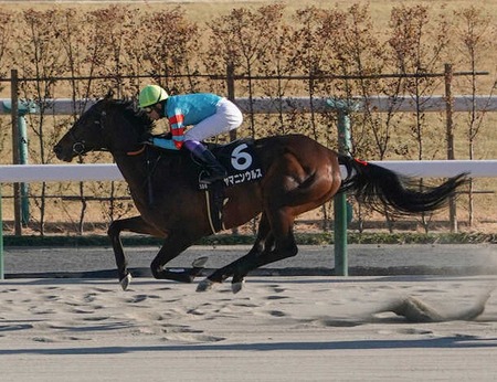 無敗5連勝で重賞制覇の馬が現れるも全く盛り上がらない件