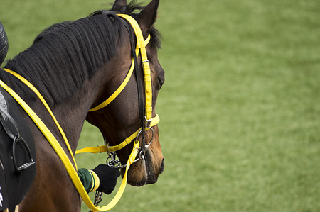 オリンピックの馬術で金メダルとれそうな競走馬