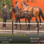 【セレクトセール2024】スペシャルグルーヴの2024(父レイデオロ)1億6000万円で落札 他