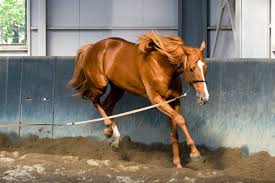 オルフェーヴル種牡馬大成功！