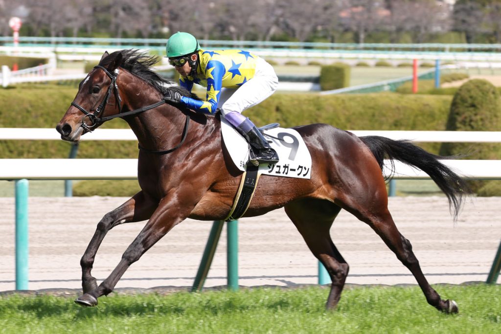 シュガークン、夏の暑さに勝てず菊花賞回避へ