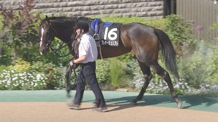 【競馬予想】[2]第59回関屋記念(GⅢ) /2024