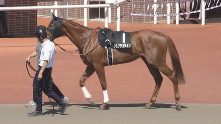 【競馬予想】第59回札幌2歳ステークス（GⅢ）/2024