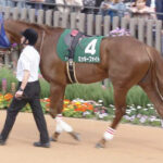 【競馬予想】[1]第16回 レパードステークス(GIII) /2024