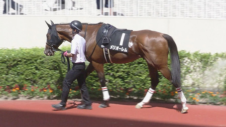 【神戸新聞杯】1番人気メリオーレム川田w w w w w