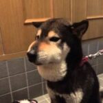 藤田伸二さん、炎症