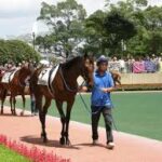パドックなんか見ても実際激走する馬なんてわからんよな