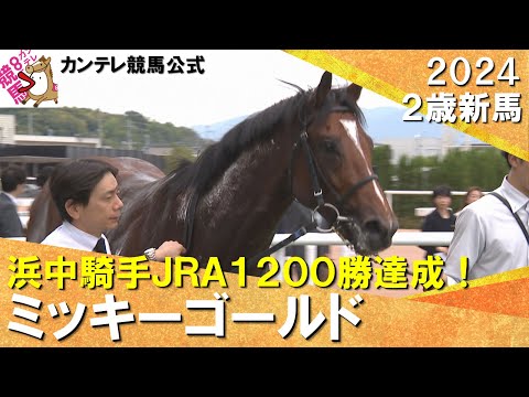 【浜中俊騎手JRA通算1200勝達成】ミッキーゴールドが接戦を制してデビュー勝ち「よく辛抱してくれた」　2024年 10月26日(土)２歳新馬　京都芝2000m　実況：岡安譲【カンテレ公式】