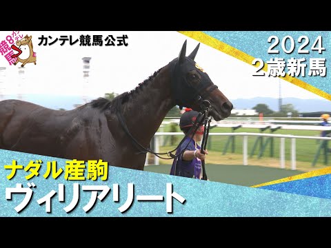 Ｃ.デムーロ騎手「千八の方が走りやすそう」　単勝1.6倍のヴィリアリートが３馬身半差の完勝！2024年 10月26日(土)２歳新馬　京都ダート1400ｍ　実況：岡安譲【カンテレ公式】