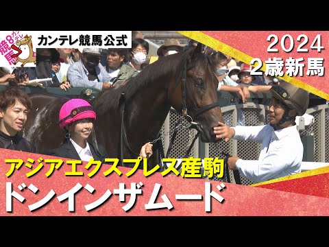 松山騎手「着差以上に強い競馬」　7番人気のドンインザムードがデビュー戦を飾る！2024年 10月12日(土)２歳新馬　京都ダート1800m　実況：川島壮雄【カンテレ公式】