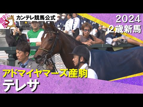 逃げたテレサが後続の追撃を寄せつけずデビュー勝ち！岩田望来騎手「強い内容だった」　2024年 10月5日(土)２歳新馬　京都芝1600m　実況：川島壮雄【カンテレ公式】