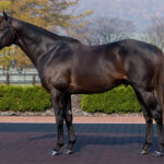 バゴ、種牡馬引退 功労馬に