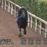 【スワンステークス2024】追い切り/調教を見てわかる事