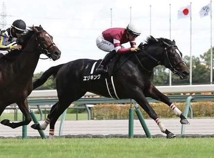 注目のエリキング、京都2歳ステークスへ