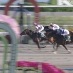 【競馬】みやこSは鮫島克駿騎乗のサンライズジパングがV