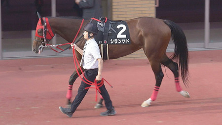 【エリザベス女王杯】シランケドが回避　中日新聞杯が目標