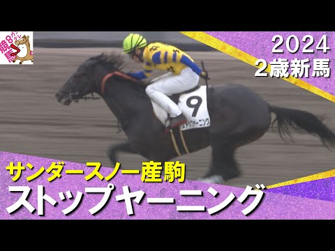 ストップヤーニングが断トツの上がりで２馬身半差Ｖ！長岡騎手JRA100勝達成「いい競馬だった」　2024年 11月2日(土)２歳新馬　京都ダート1400m　実況：服部優陽【カンテレ公式】