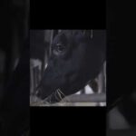 Be With. 畜産研究支援 篇 #shorts | JRA公式