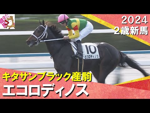 【名手ムーアも素質を称賛！】キタサンブラック産駒のエコロディノスが快勝！2024年 11月10日(日)２歳新馬【カンテレ公式】