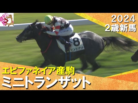 鮫島克駿騎手「しまいもしっかり動けていました」エピファネイア産駒ミニトランザットが逃げ切りデビュー勝ち！2024年 11月9日(土)２歳新馬　京都芝1600m　実況：川島壮雄【カンテレ公式】