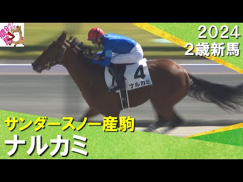 坂井瑠星騎手「とにかく強かった」サンダースノー産駒ナルカミが大差で圧勝！2024年 11月9日(土)２歳新馬　京都ダート1800m　実況：岡安譲【カンテレ公式】