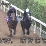 【京都2歳ステークス2024】追い切り/調教を見てわかる事