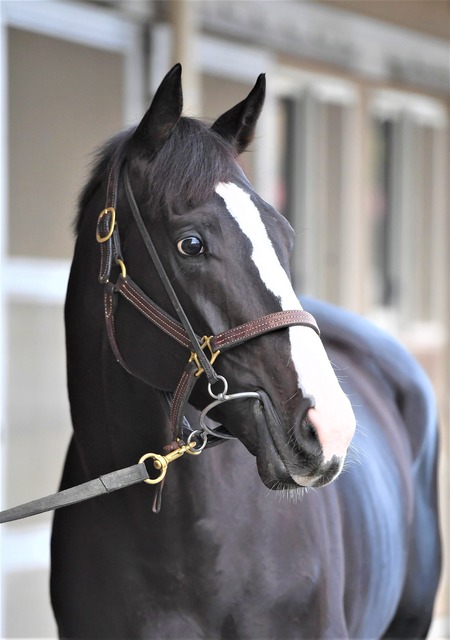 イクイノックスの初年度交配相手がエグ過ぎ！ G1牝馬、G1馬輩出の名牝が名を連ねる