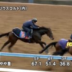 【福島記念2024】追い切り/調教を見てわかる事