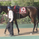 【競馬予想】[3]第49回エリザベス女王杯(GⅠ) /2024