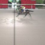 【競馬】JBCクラシックは川田騎乗のウィルソンテソーロがV