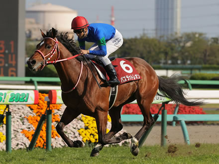 バスラットレオン トルコで種牡馬入り