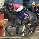東京大賞典はどうしてダートの有馬記念の地位を勝ち取れたのか