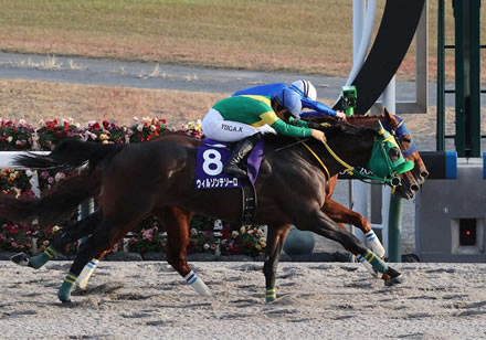 ウィルソンテソーロ引き続き川田で東京大賞典へ