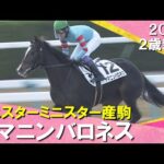 武豊騎手「強いわ」ヤマニンバロネスが8馬身差の圧勝! 2024年 12月8日(日)2歳新馬 京都ダート1400m 実況:石田一洋【カンテレ公式】