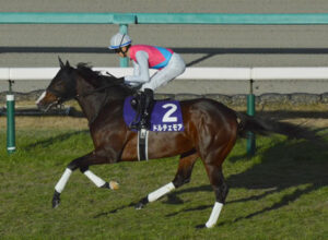 地方移籍G1馬ドルチェモア、大井メインに出走・・・結果は