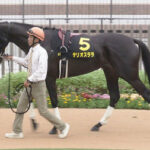 【競馬予想】[2] 第76回阪神ジュベナイルフィリーズ(GⅠ) /2024