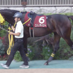 障害馬ニシノデイジー引退 種牡馬入り 西山オーナー「セイウンスカイの血をつなげる」