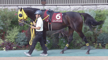 障害馬ニシノデイジー引退 種牡馬入り 西山オーナー「セイウンスカイの血をつなげる」